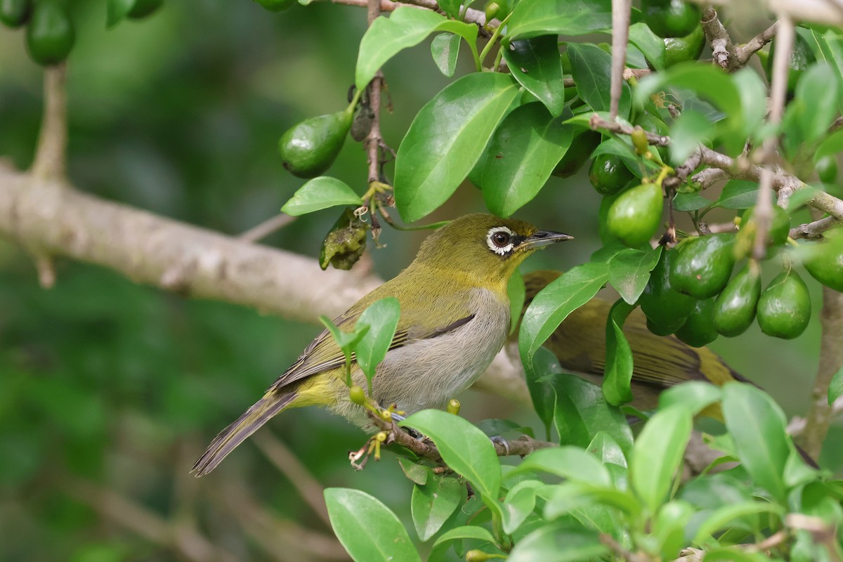 Zostérops du Cap - ML652721134