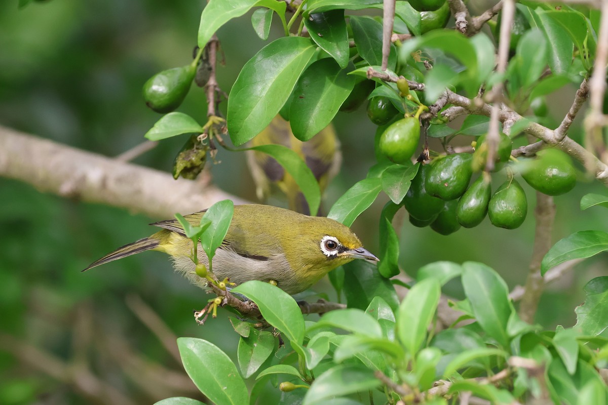 Zostérops du Cap - ML652721135