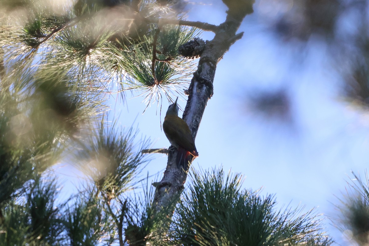 Pic olive - ML652721195