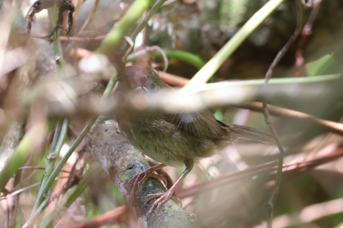 Mégalure de Knysna - ML652721251