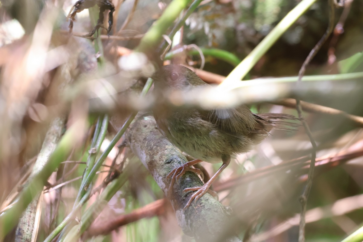 Mégalure de Knysna - ML652721253