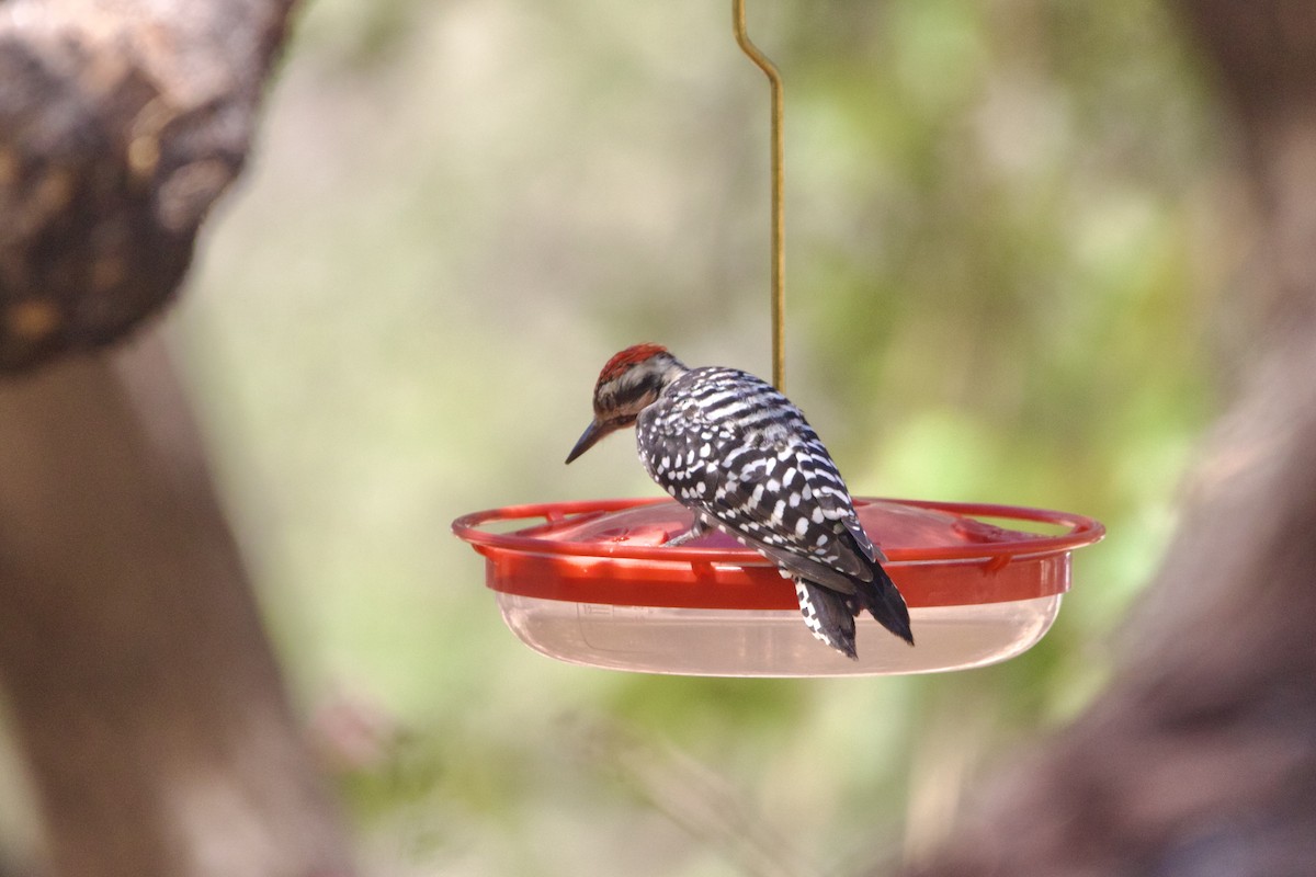 strakapoud proužkohřbetý - ML652721568