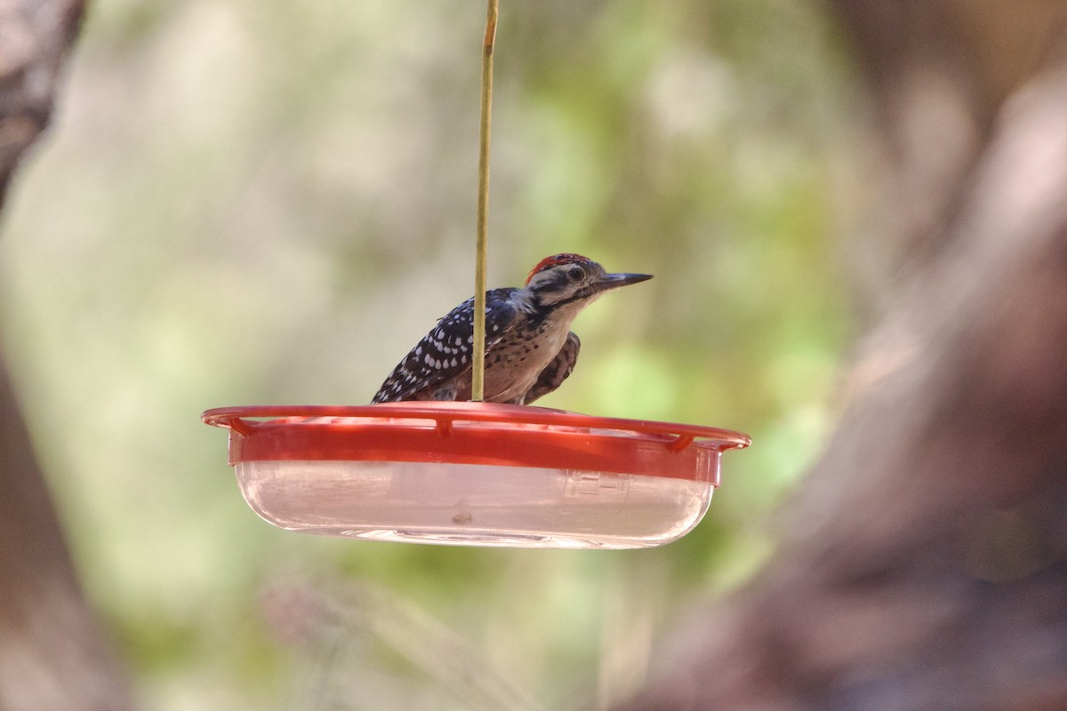 strakapoud proužkohřbetý - ML652721569