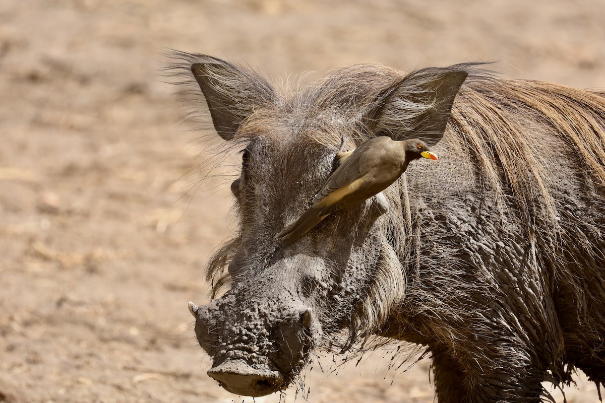 Yellow-billed Oxpecker - ML652721941