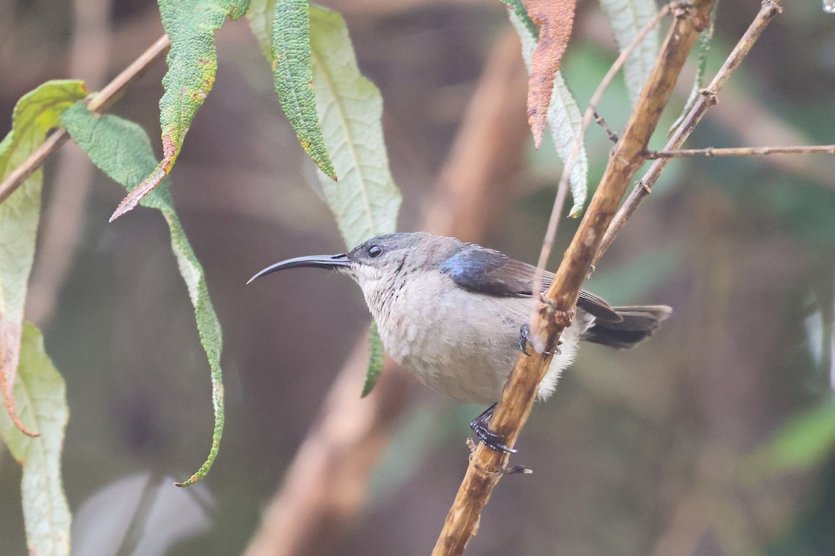 Souimanga murin - ML652721978