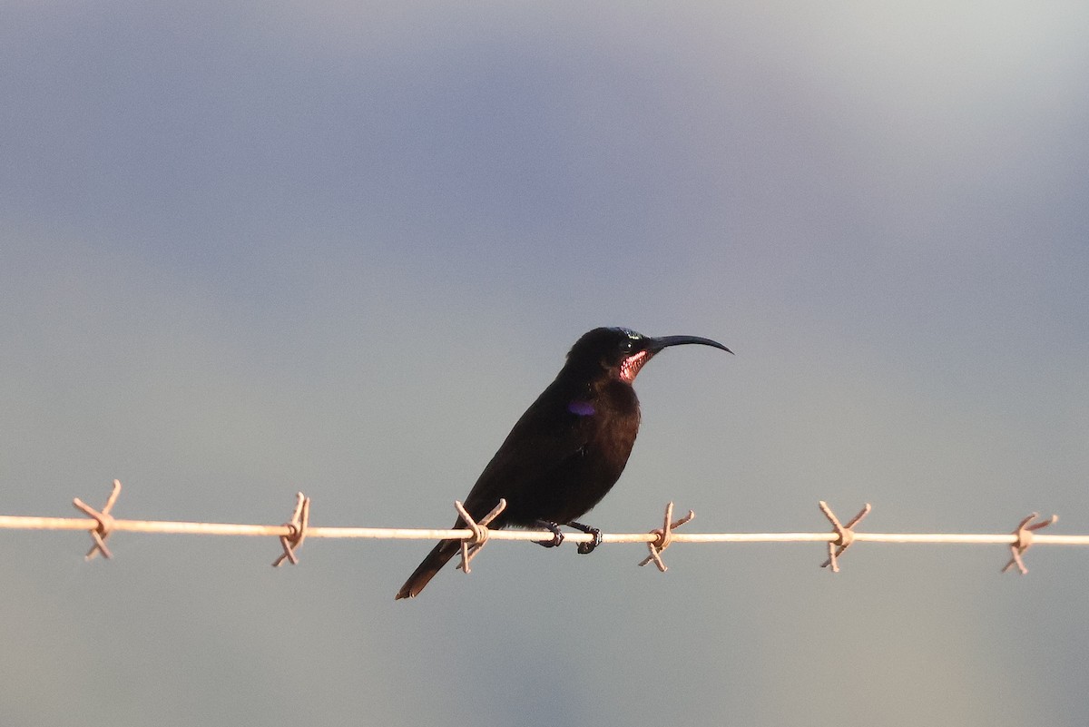 Souimanga améthyste - ML652721983