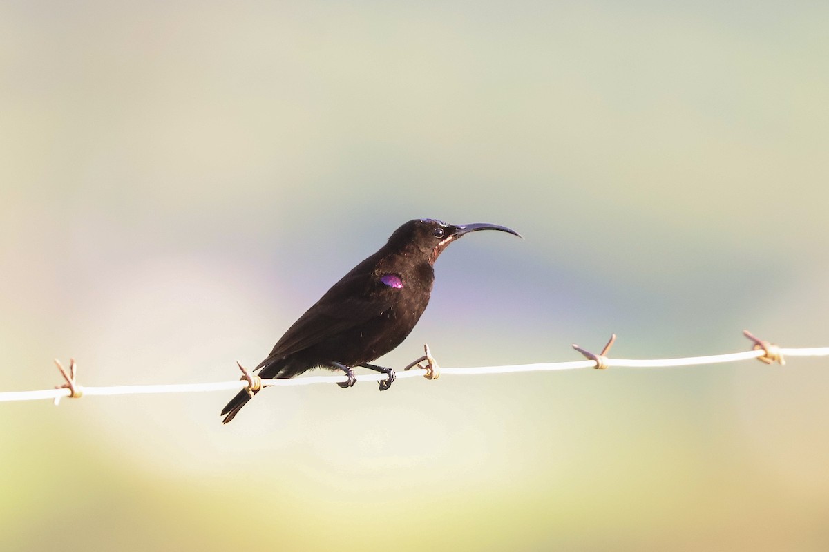 Souimanga améthyste - ML652721984