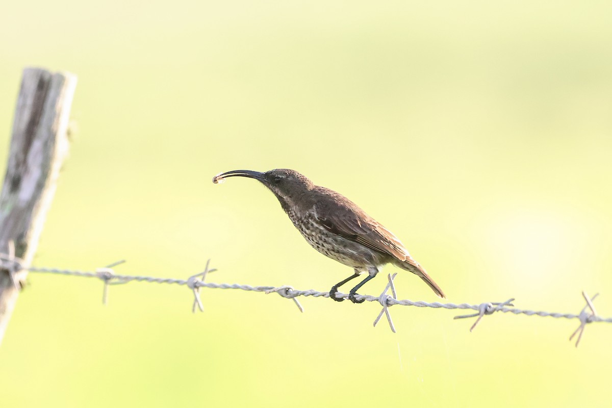 Souimanga améthyste - ML652721985