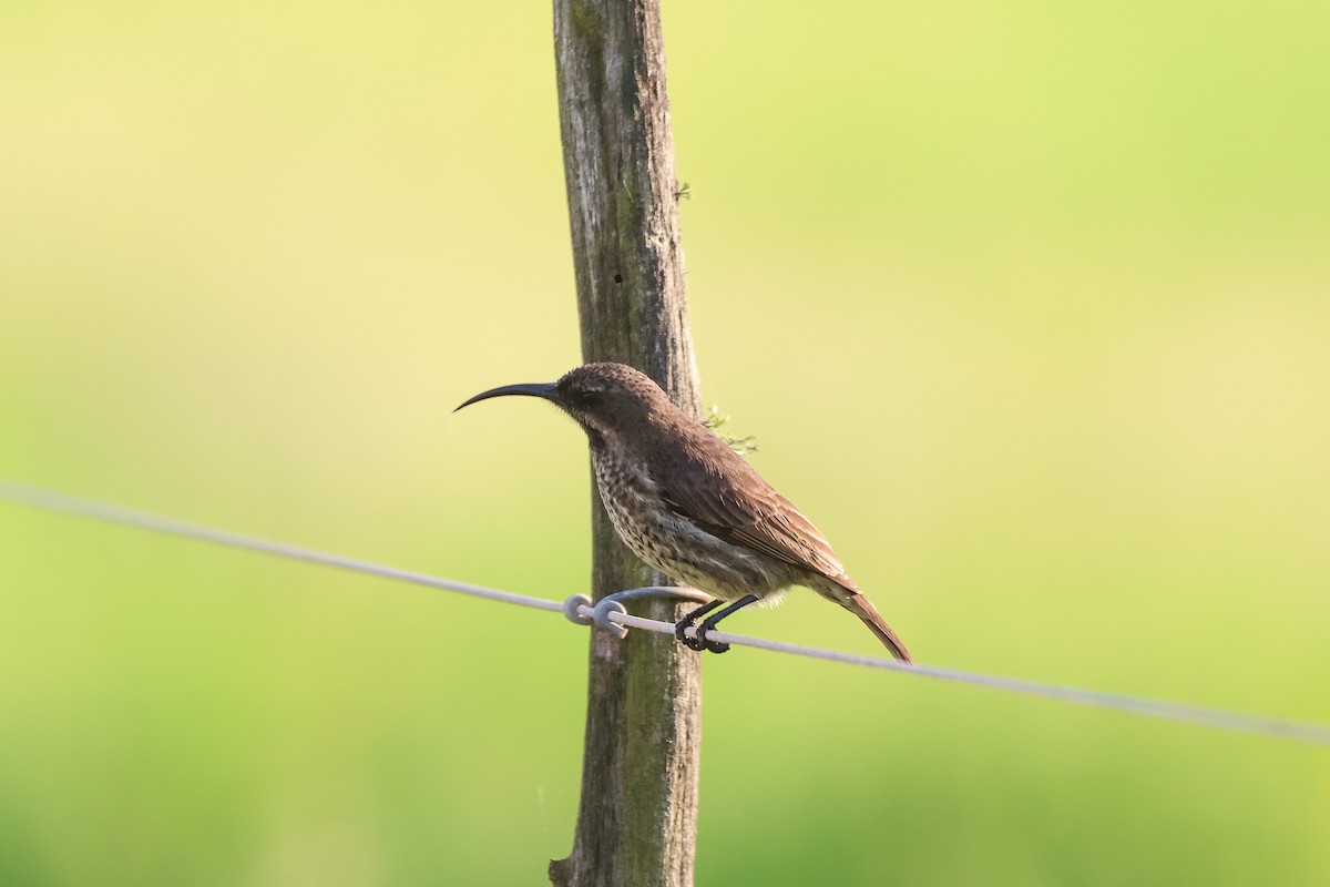 Souimanga améthyste - ML652721986