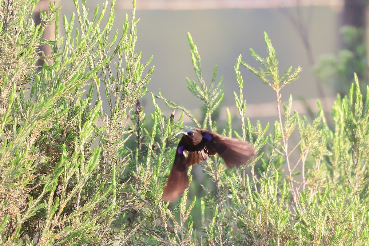 Souimanga améthyste - ML652721987