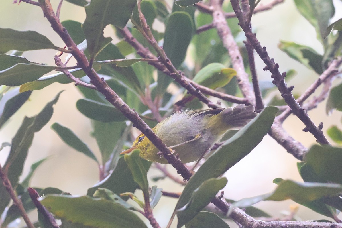 Pouillot à gorge jaune - ML652721999