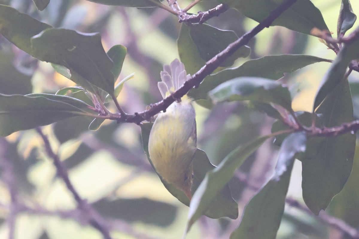 Pouillot à gorge jaune - ML652722000