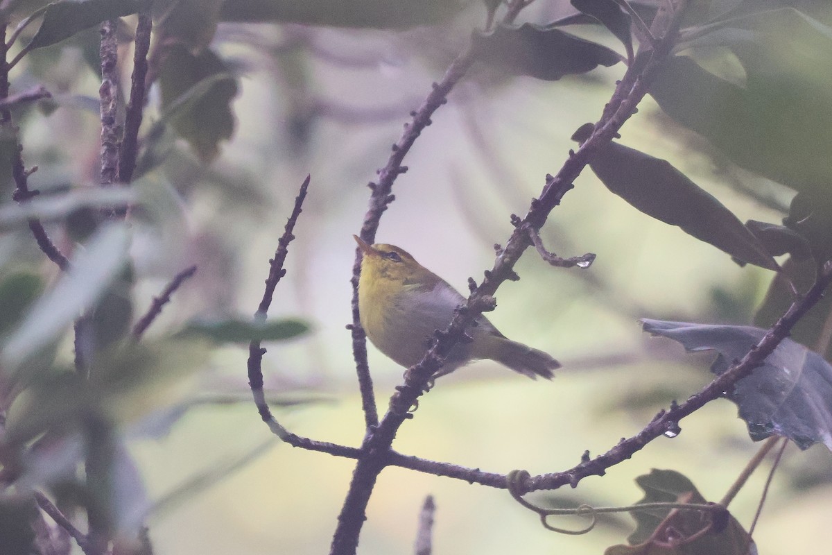 Pouillot à gorge jaune - ML652722001