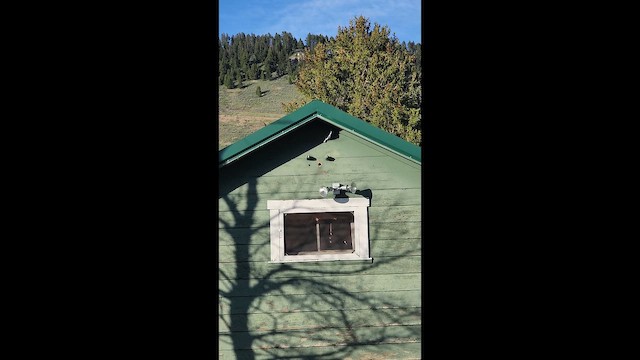 Tree Swallow - ML652722165