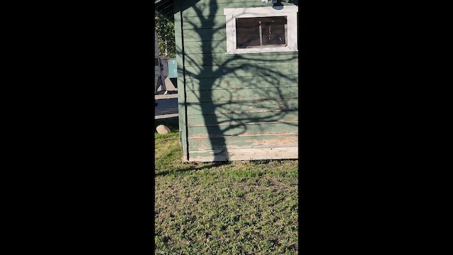 Tree Swallow - ML652722170