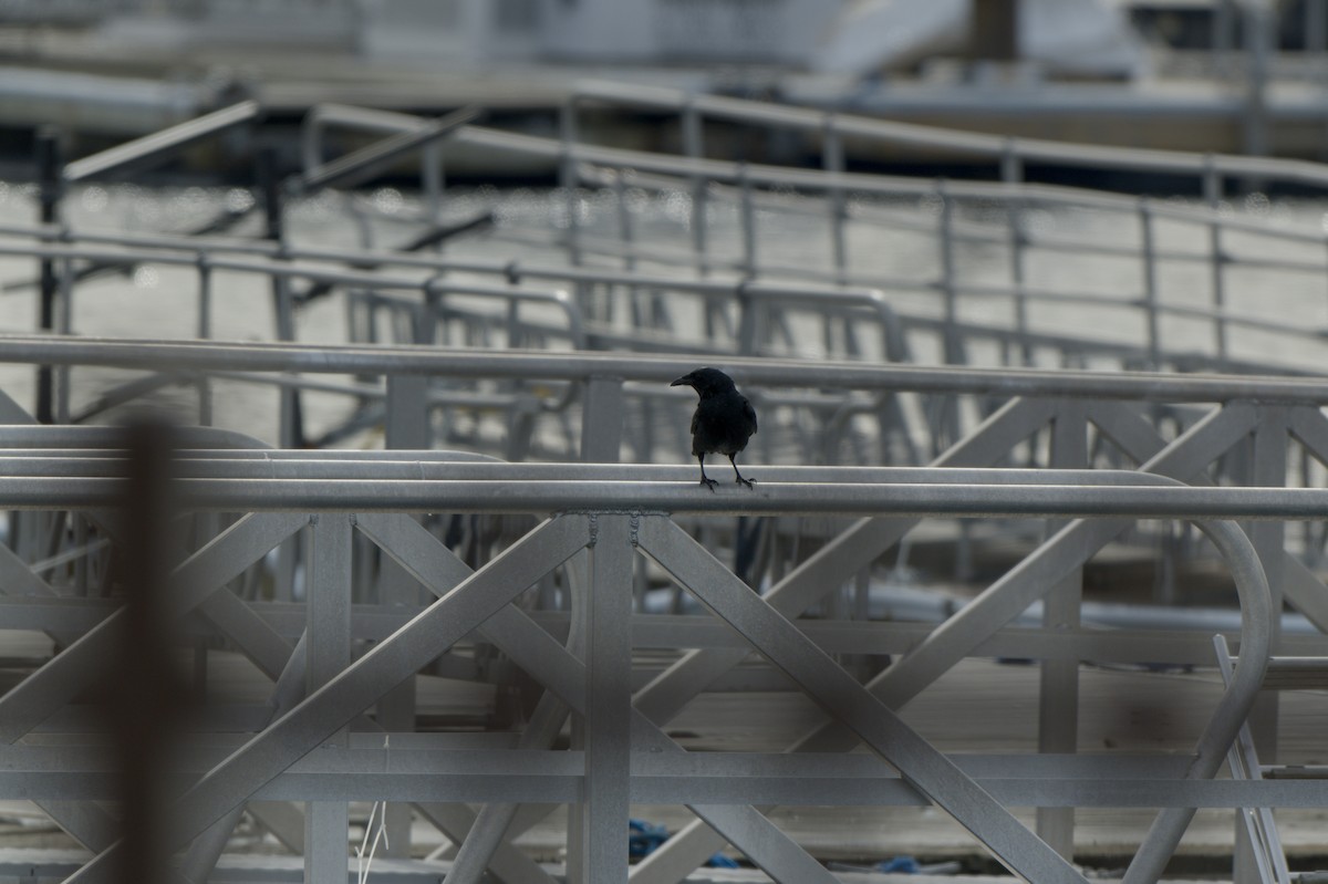 Fish Crow - ML652722600