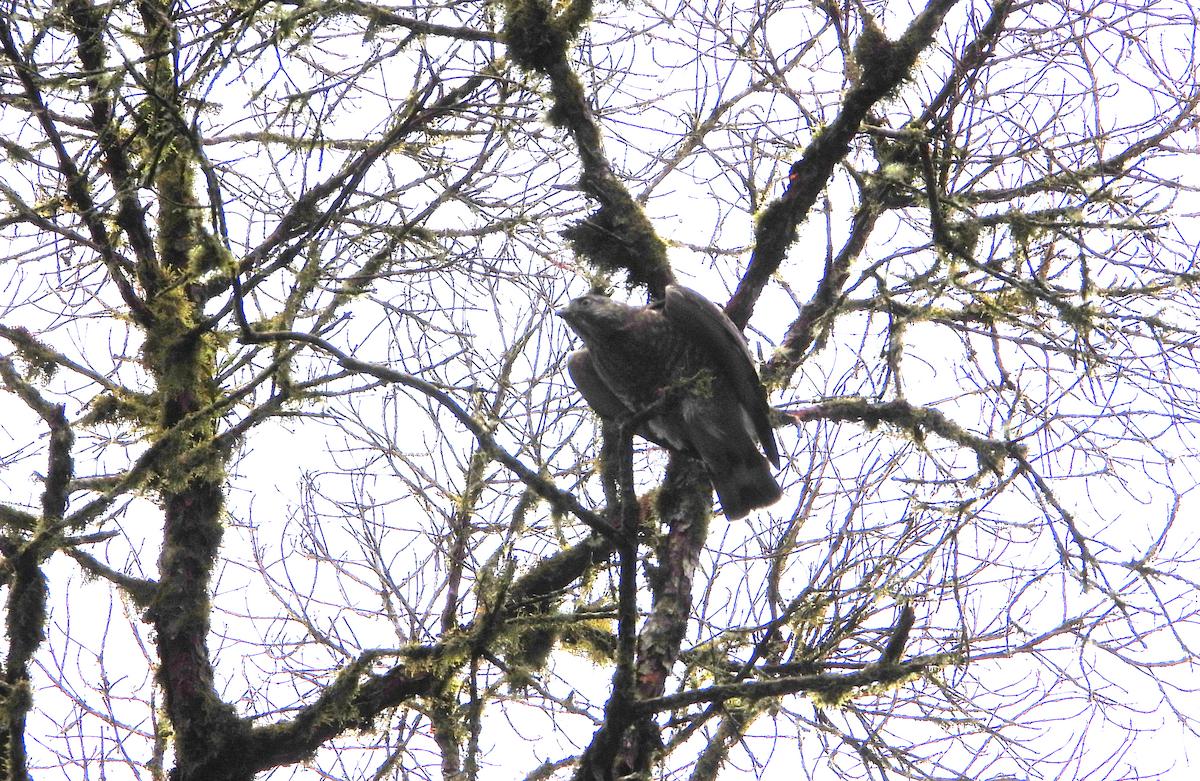 Broad-winged Hawk - ML652722674