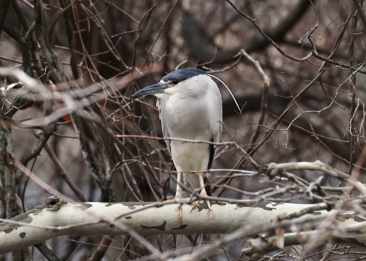 夜鷺 - ML652722757