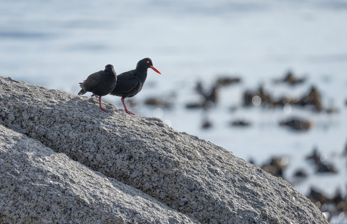 Huîtrier de Moquin - ML652722917