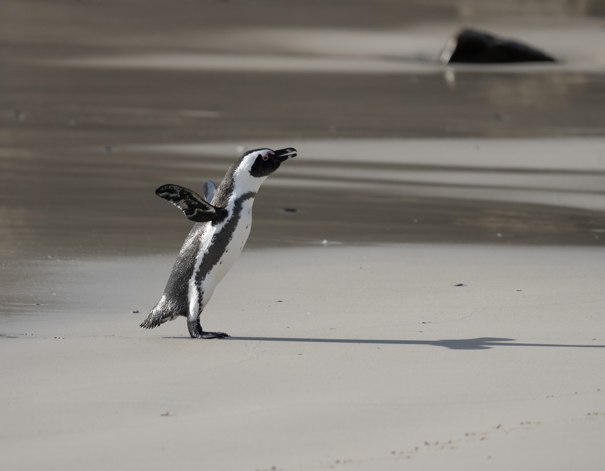 Manchot du Cap - ML652722936