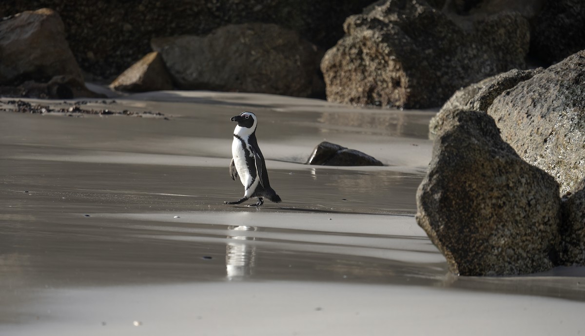 Manchot du Cap - ML652722937