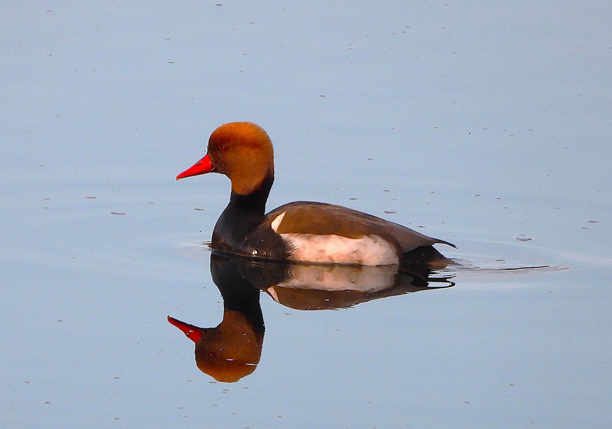 アカハシハジロ - ML652722946