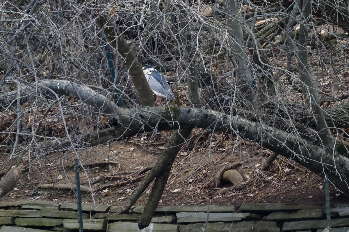 夜鷺 - ML652722947