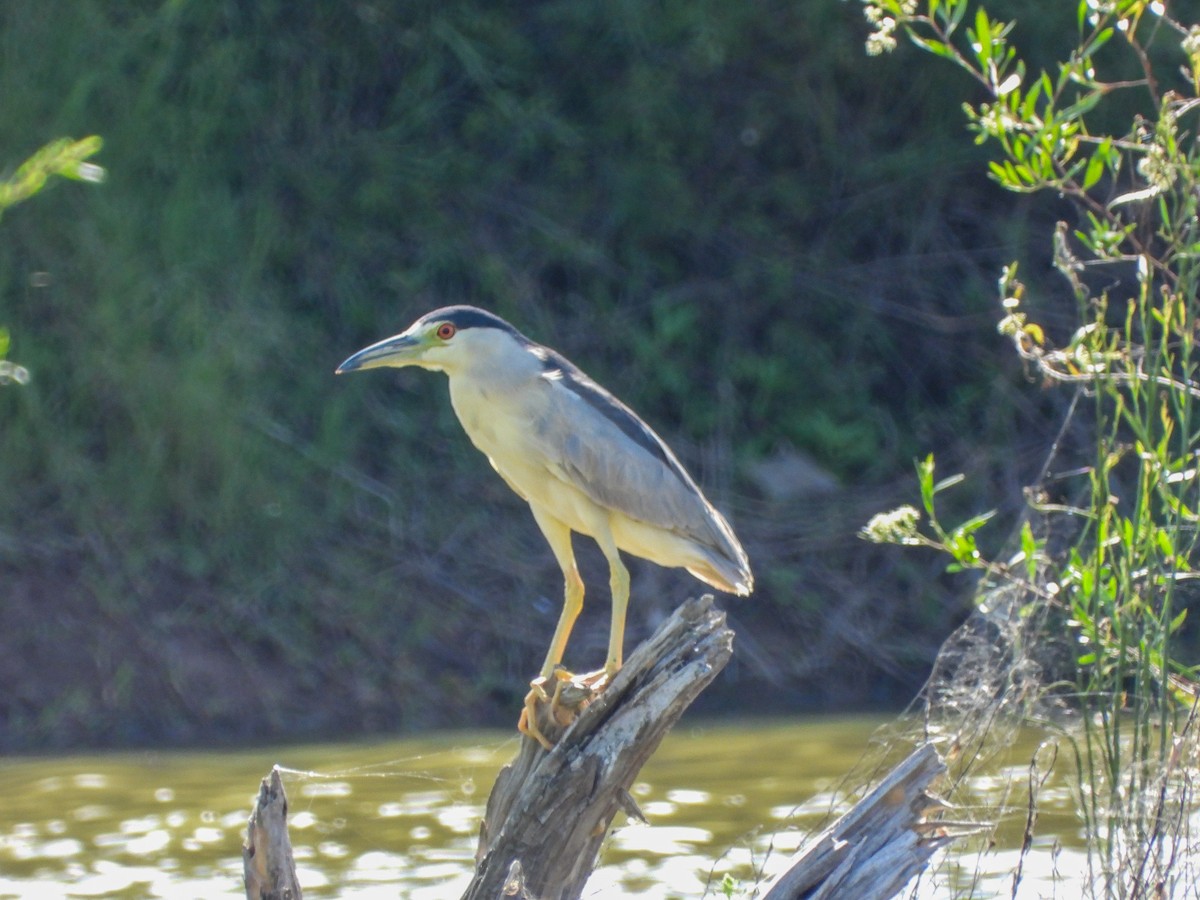 夜鷺 - ML652722949