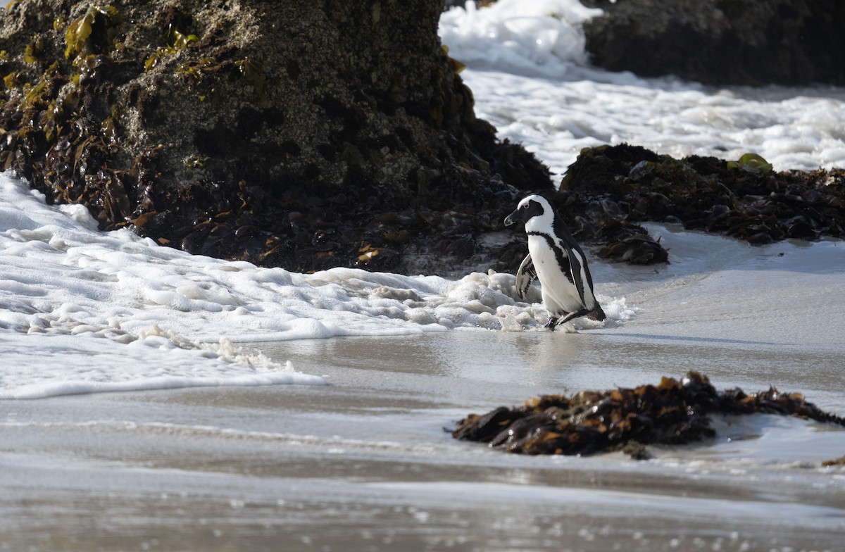 Manchot du Cap - ML652722958