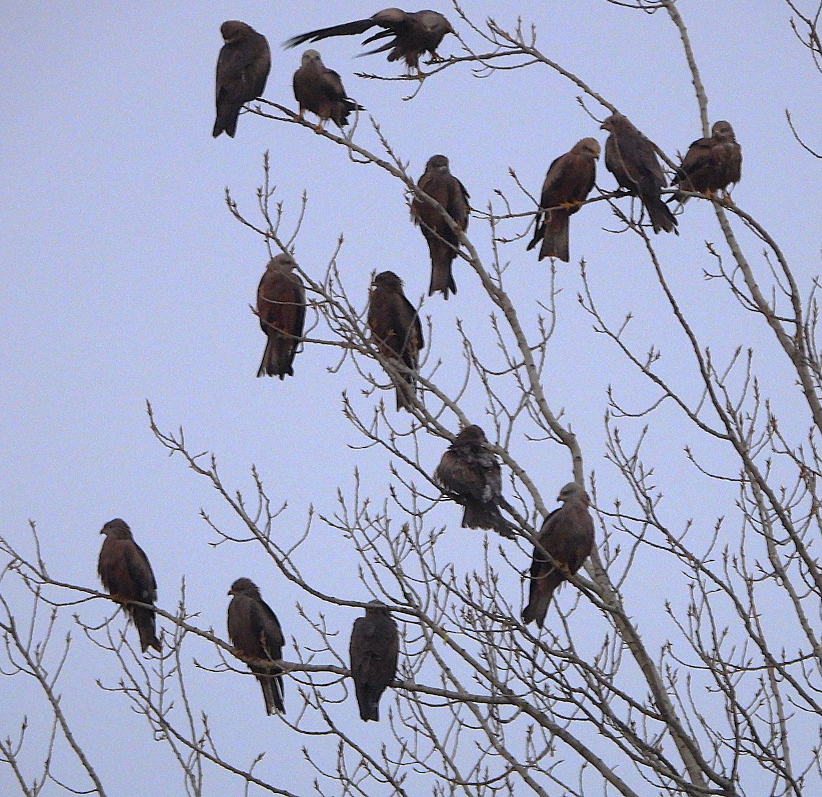 トビ - ML652723059