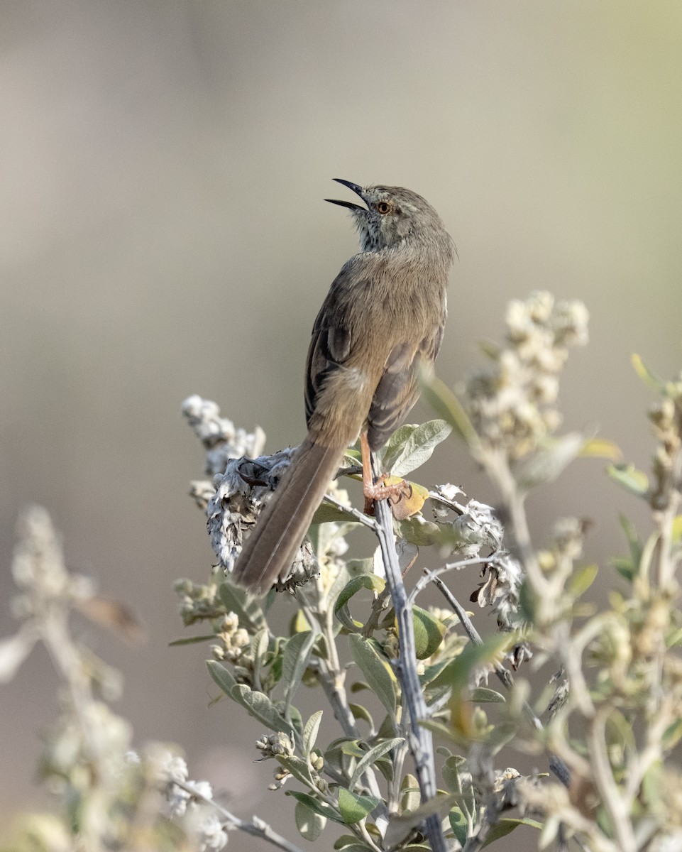 Prinia du Karoo - ML652723074