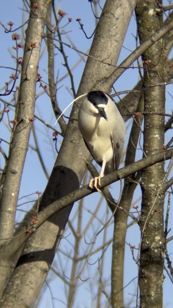 夜鷺 - ML652723076