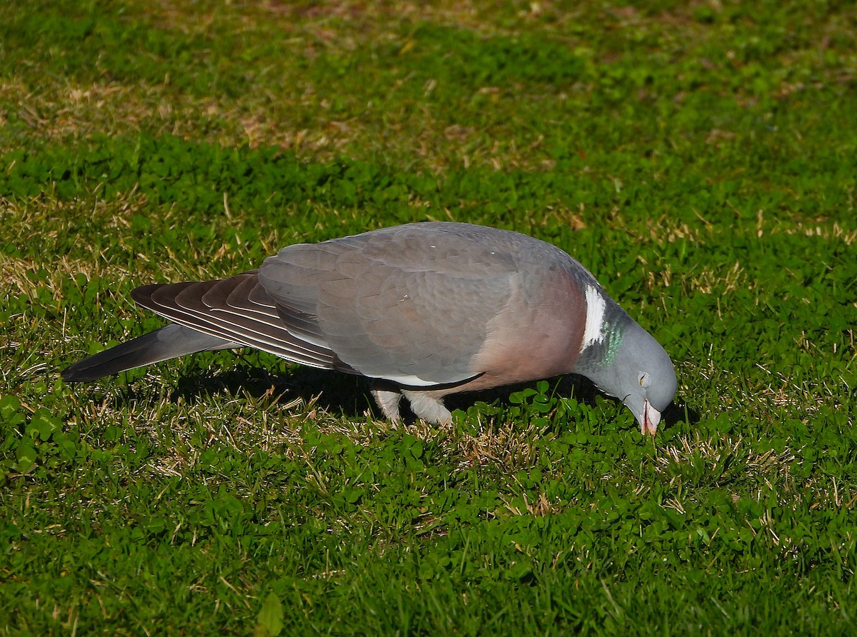 モリバト - ML652723109