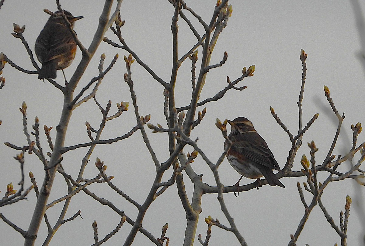 ワキアカツグミ - ML652723165