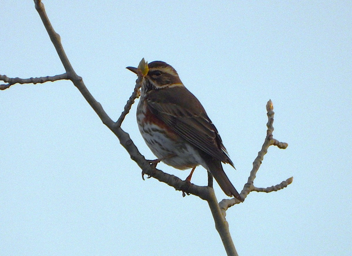 ワキアカツグミ - ML652723166