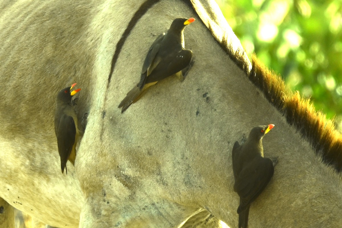 Yellow-billed Oxpecker - ML652723179