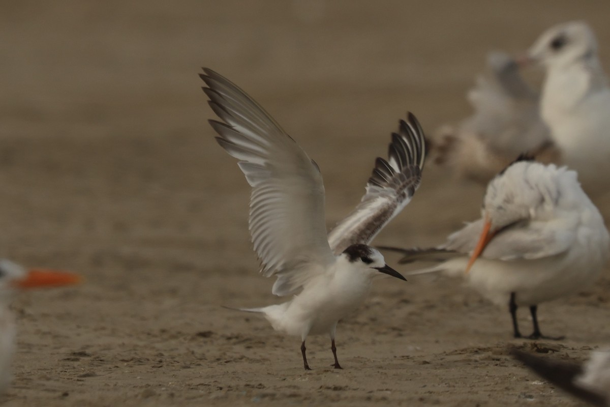 Common Tern - ML652723348
