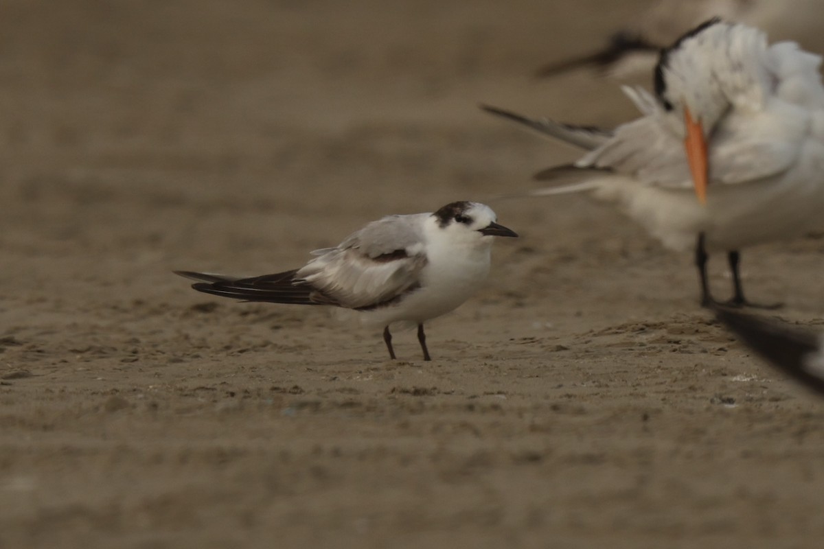Common Tern - ML652723349