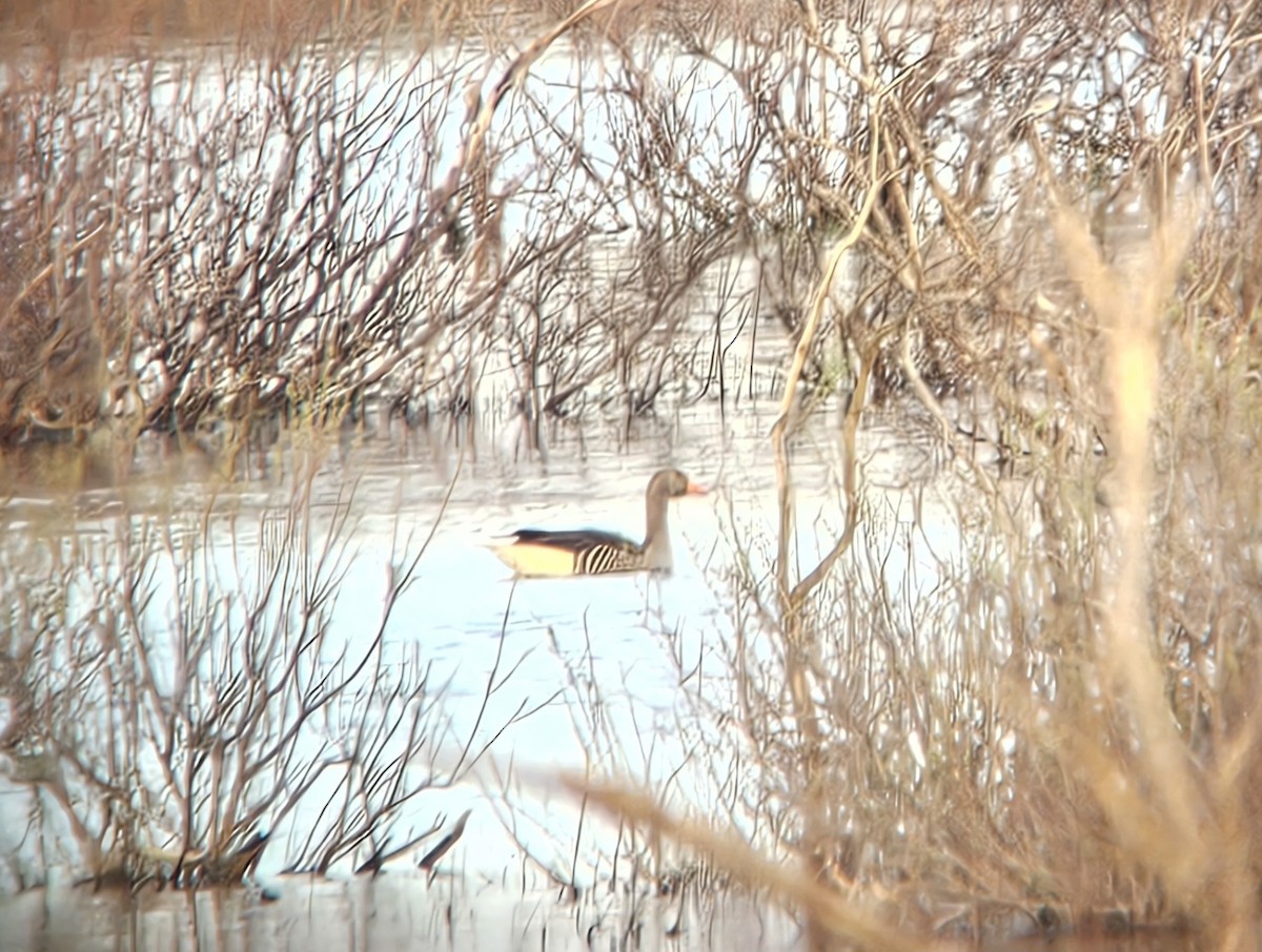 ハイイロガン - ML652723963