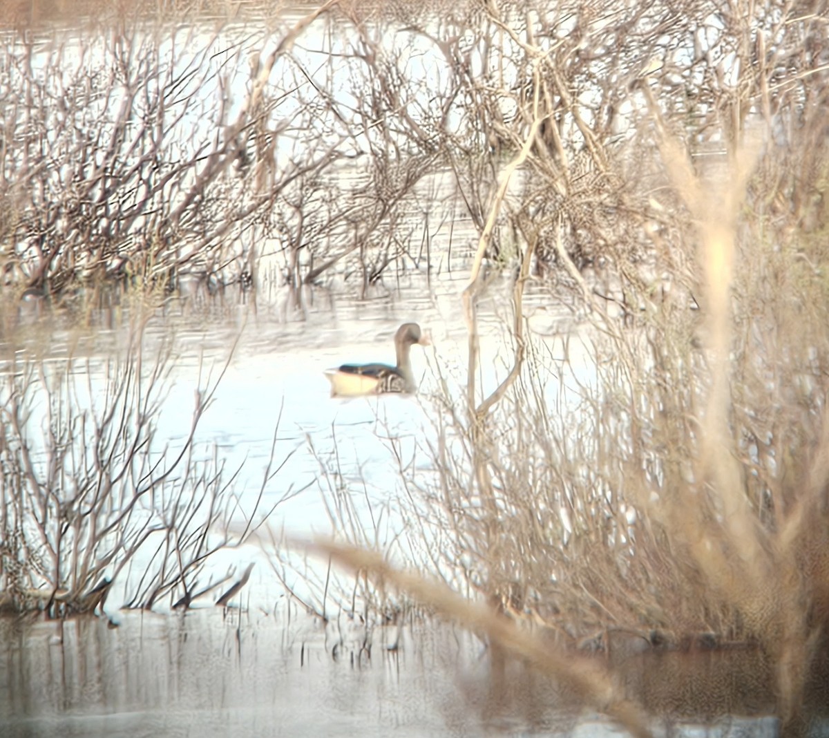 ハイイロガン - ML652723964