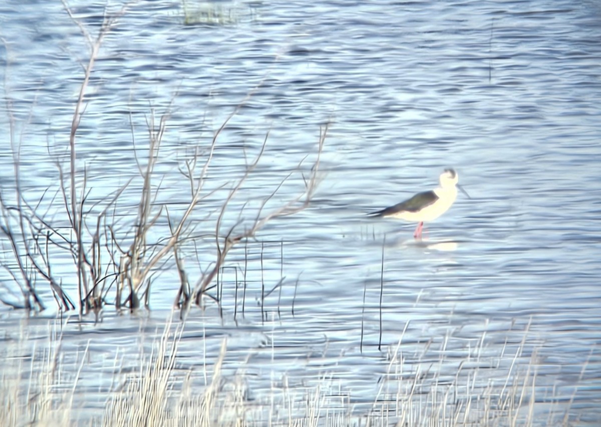 セイタカシギ - ML652723981