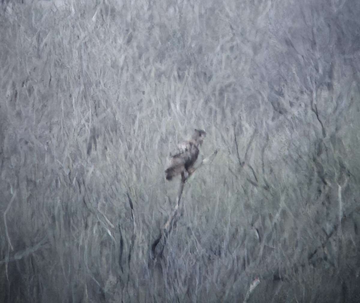 ワシミミズク - ML652723997