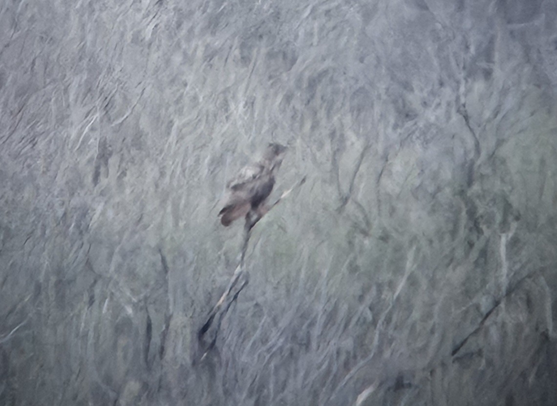 ワシミミズク - ML652723998