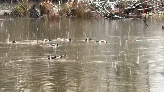 lžičák pestrý - ML652724021