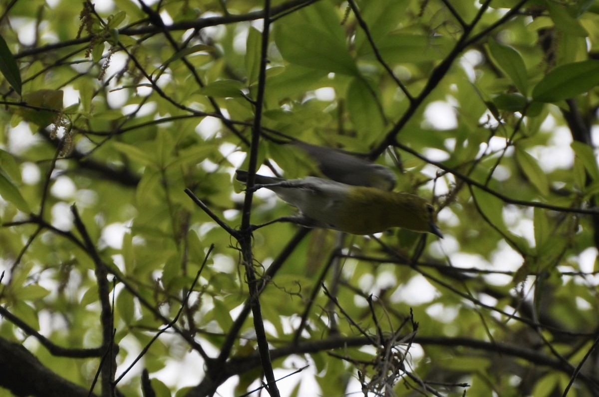 zelenáček žlutoprsý - ML652724122