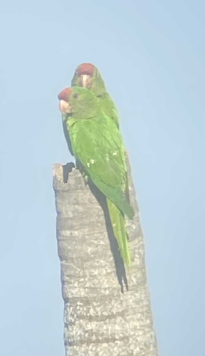Scarlet-fronted Parakeet - ML652724137