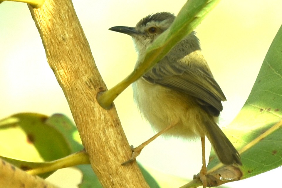 Tawny-flanked Prinia - ML652724168
