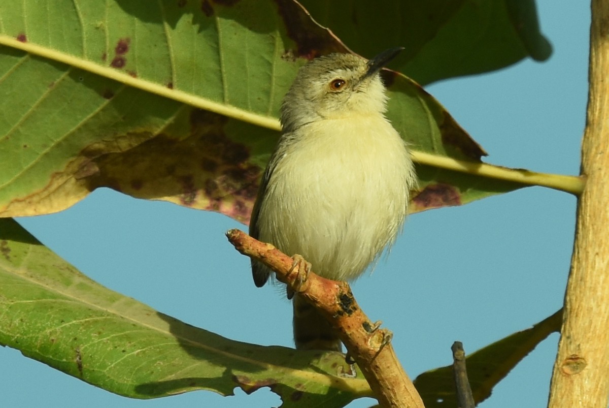 Tawny-flanked Prinia - ML652724179