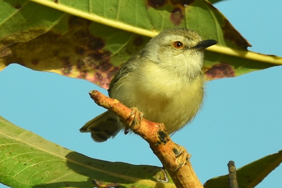 Tawny-flanked Prinia - ML652724181