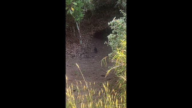 サンタマルタジアリドリ - ML652724182